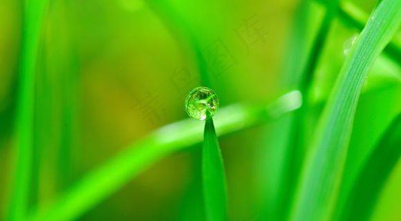 绿色植物护眼壁纸图片