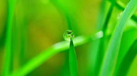 绿色植物护眼壁纸图片 绿色植物护眼壁纸图片