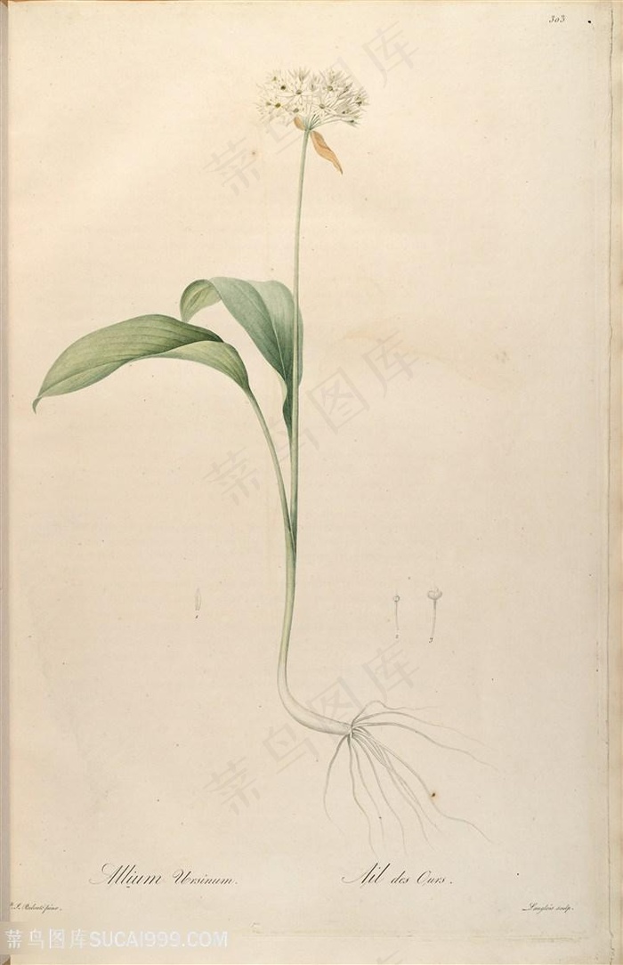 雷杜德原版高清唯美花束复古图谱素材