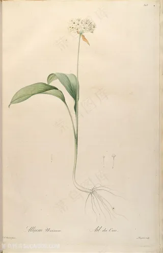 雷杜德原版高清唯美花束复古图谱素材