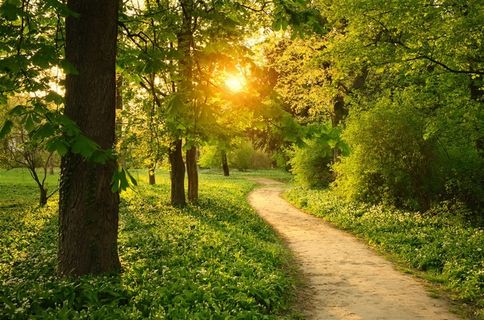 唯美的树林道路景色图片