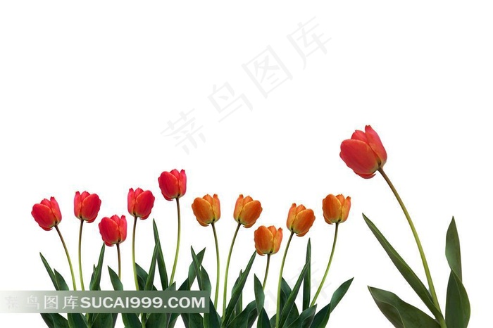 郁金香高清图片