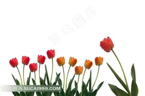 郁金香高清图片