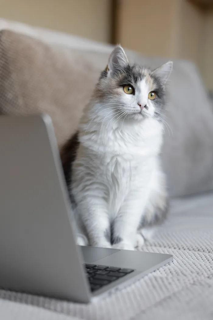可爱猫咪喵星人宠物动物手机高清壁纸背景