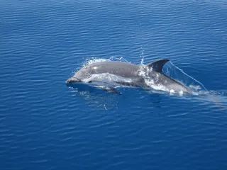水中游的海豚图片
