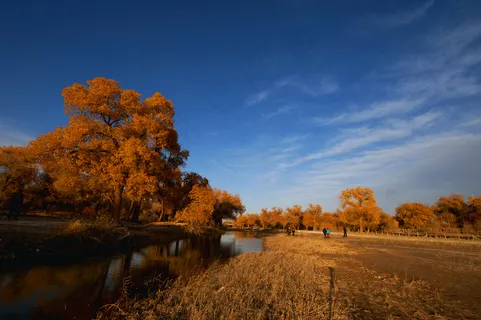 内蒙古秋季胡杨树林图片