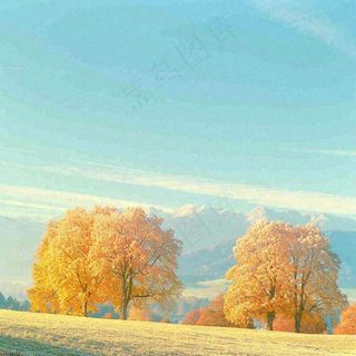 秋天黄色的树叶和草地肃杀的气氛，立秋，秋分