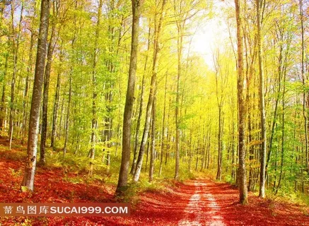 唯美风景色彩森林小道高清图片 唯美风景色彩森林小道高清图片