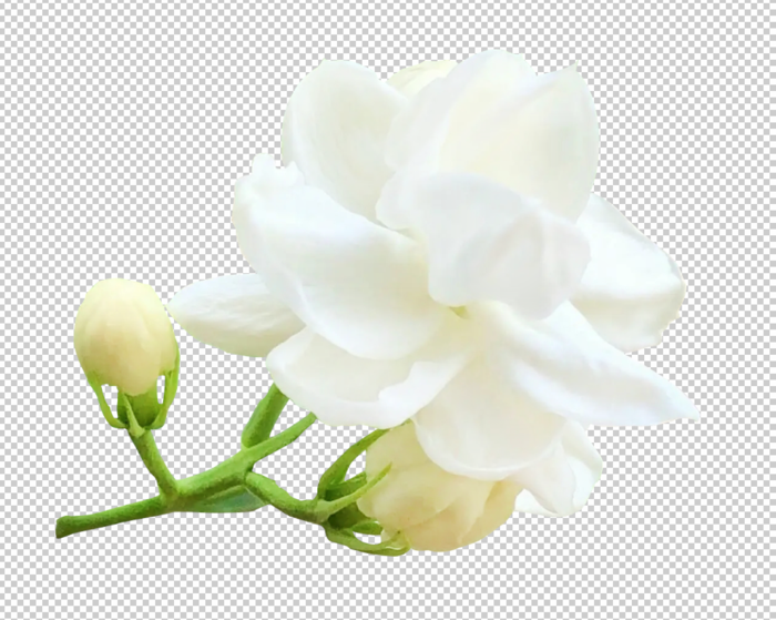 茉莉花免扣素材psd模版下载
