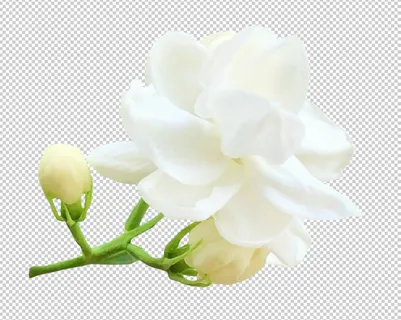 茉莉花免扣素材