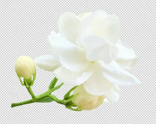 茉莉花免扣素材