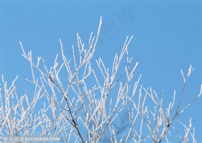 冰天雪地-树林里的树木银装素裹