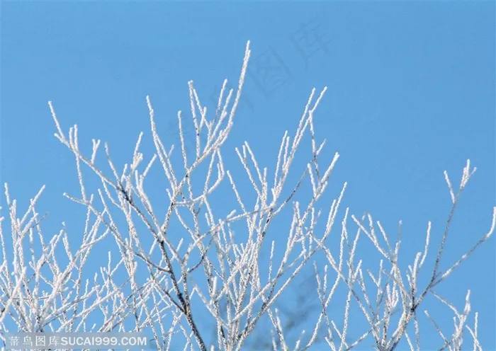 冰天雪地-树林里的树木银装素裹