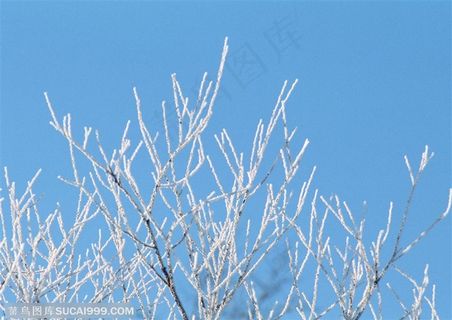 冰天雪地-树林里的树木银装素裹
