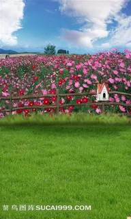 格桑花摄影背景图片 格桑花摄影背景图片
