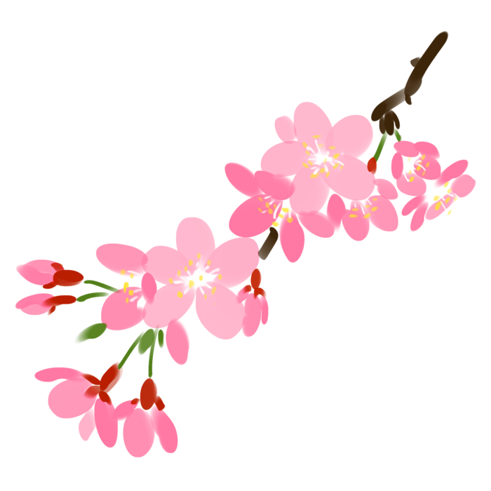 春天浪漫粉红色樱花手绘樱花梅花桃花花朵图片PNG免扣素材