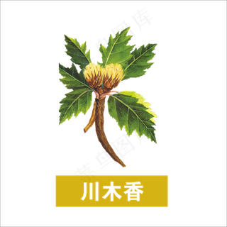 手绘草本中药药材川木香
