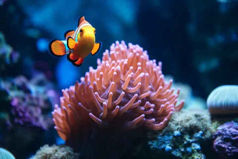 海洋生物鱼珊瑚摄影图