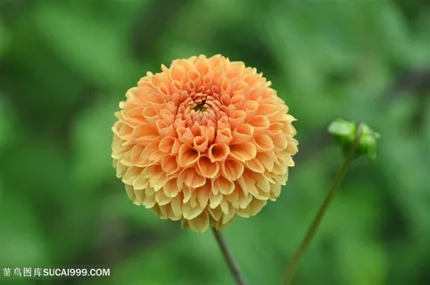 超高清野外大丽花特写图片