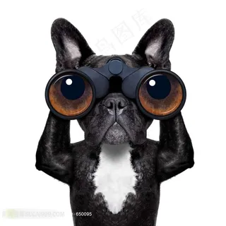 拿望远镜的黑色小狗狗图片