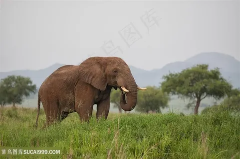 草地吃草的泰国大象图片