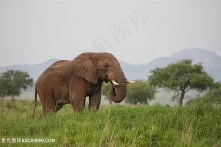 草地吃草的泰国大象图片