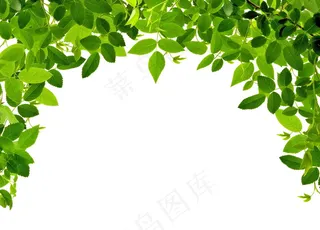 绿色清爽树叶图片