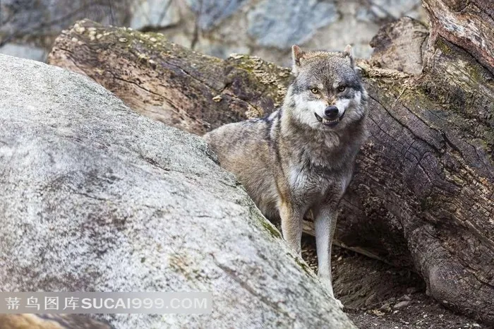 野地里的一只灰狼摄影高清图片