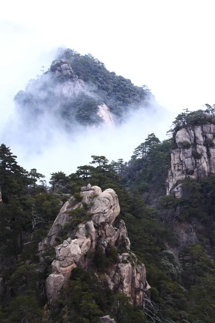 安徽黄山奇松风景图片-第13张