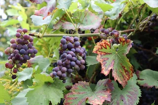 葡萄园葡萄串图片