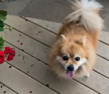 狐狸犬图片 狐狸犬图片