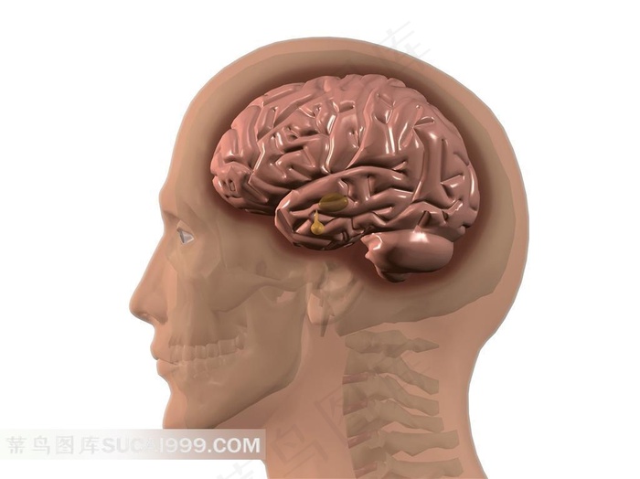 大脑透视图片素材