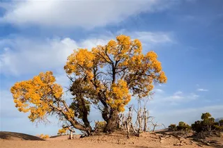 格尔木胡杨特写摄影