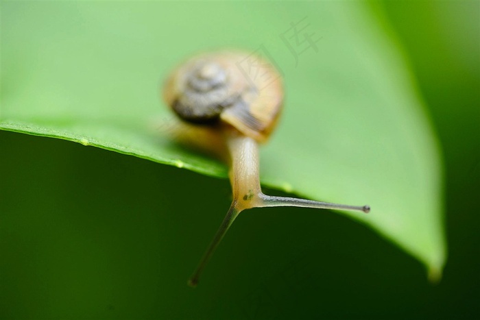 绿叶上的小蜗牛图片