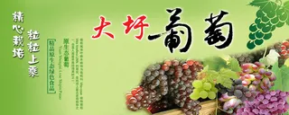 大圩葡萄  标签  海报  彩页  不干胶