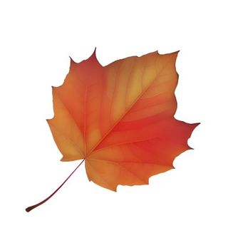 叶子树叶枫叶免抠