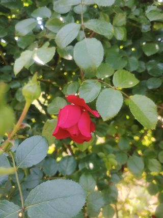 鲜花、红玫瑰