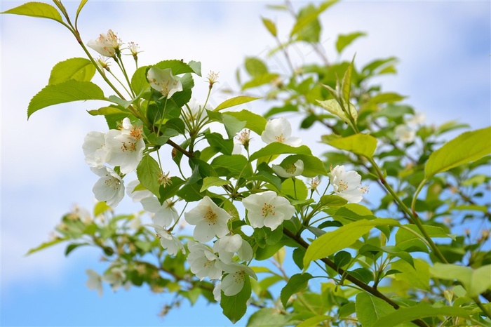 阳光下苹果花