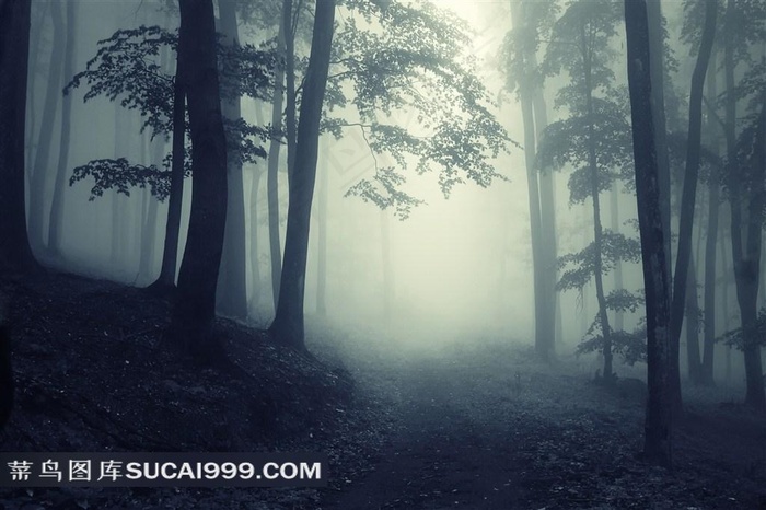 森林雾霾图片