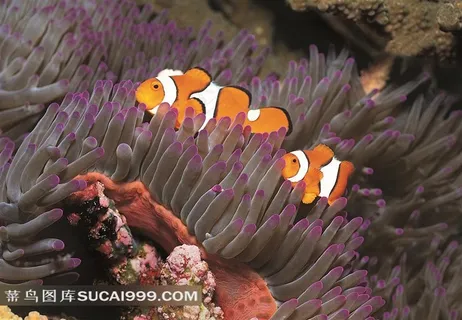 美丽珊瑚热带鱼摄影