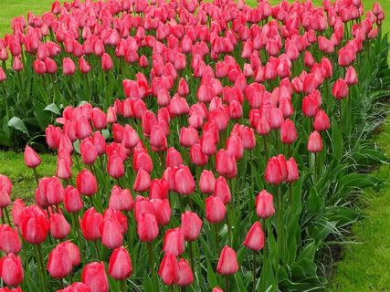 粉色郁金香花海鲜花图片