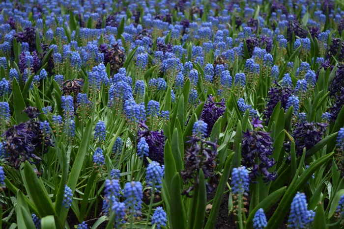 蓝色风信子花海图片
