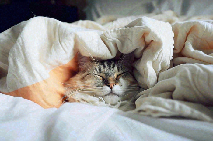 被窝里睡觉的猫猫，可爱的动物摄影图(1344x896)