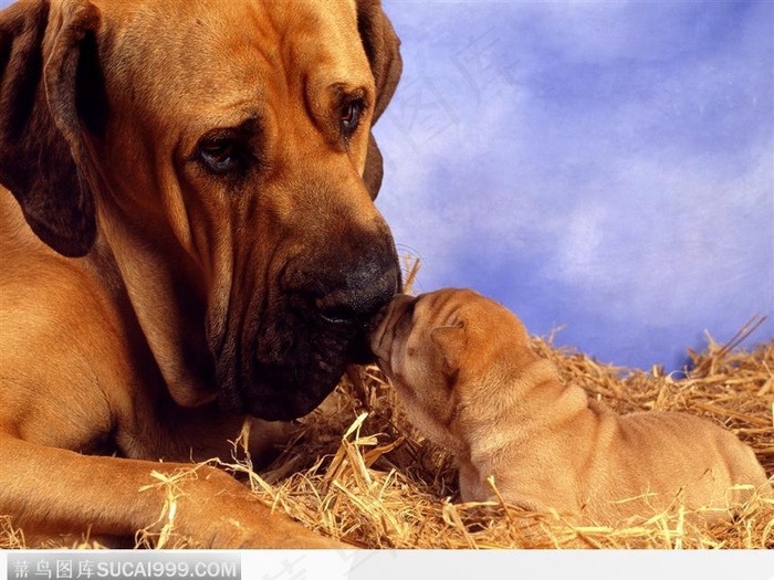 宠物狗（母狗亲吻小狗）