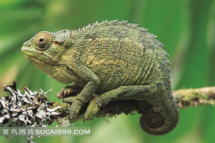 树枝上的蜥蜴创意图片动物大全