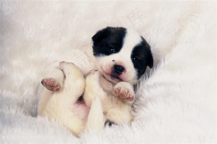 超高清绒毯上小狗狗摄影图片