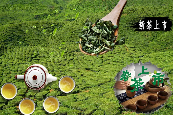 设计茶叶春茶上市素材psd模版下载