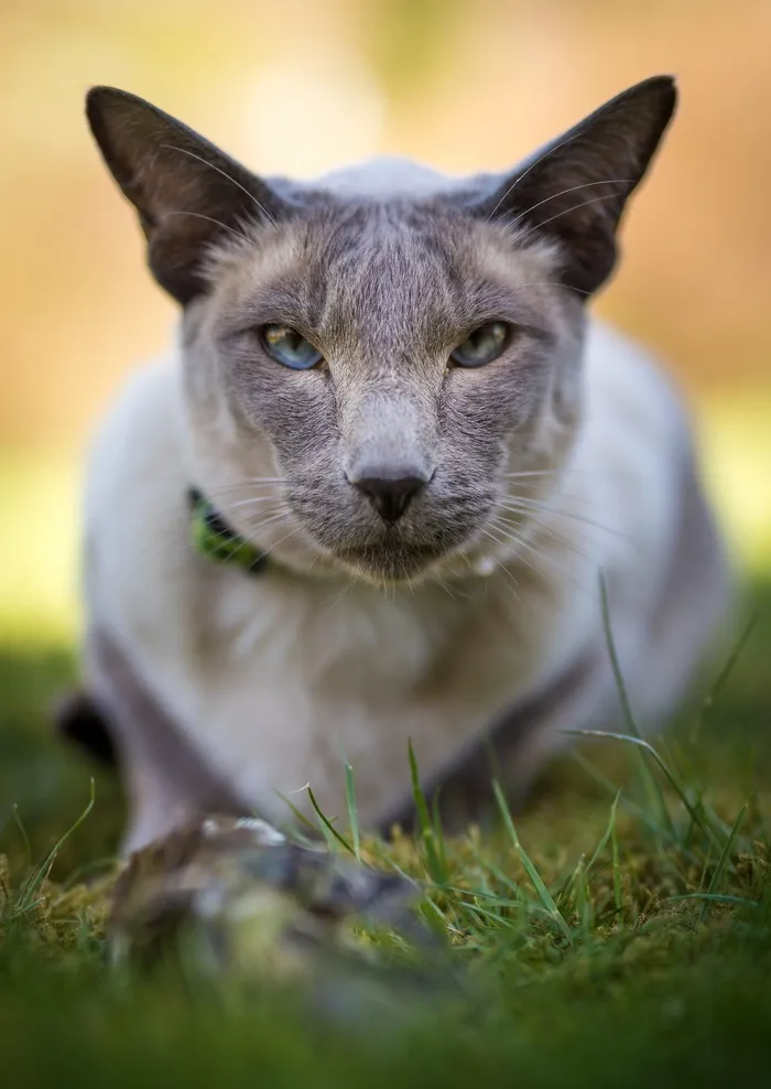可爱猫咪猫猫摄影素材