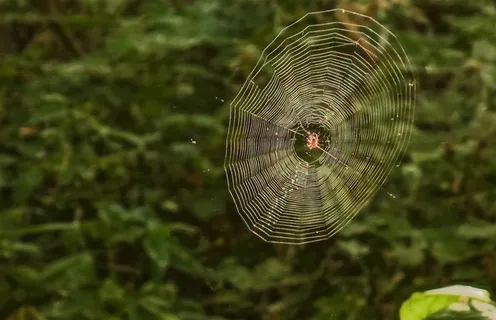 森林中蜘蛛网