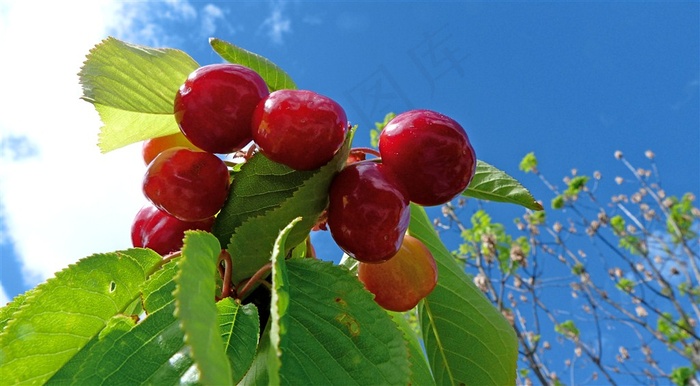 蓝天白云红色果子
